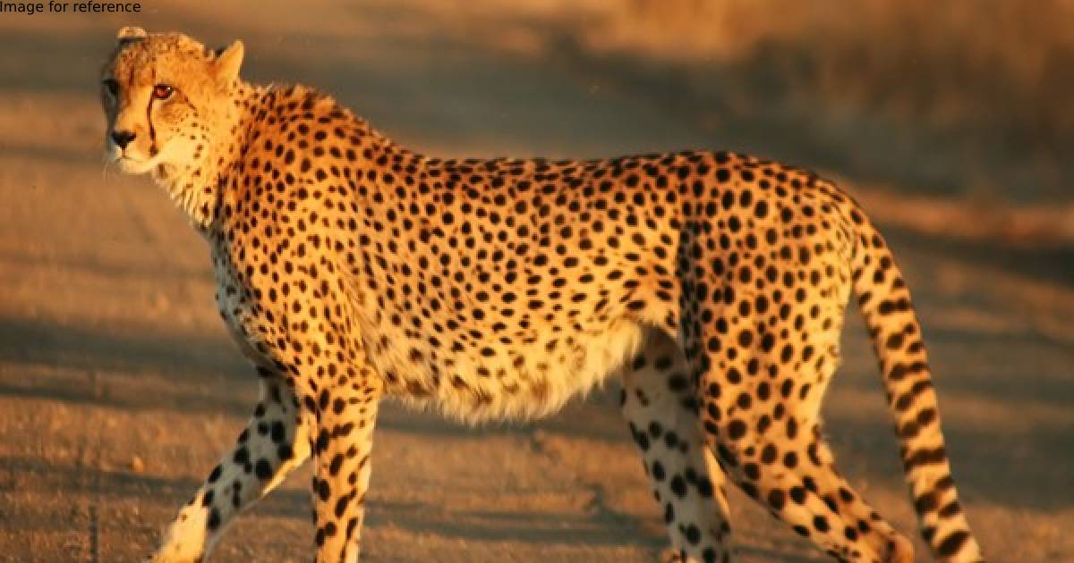 Indian oil to contribute Rs 50.22 crore for relocation of Cheetah from Africa to India